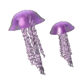 Jellyfish
